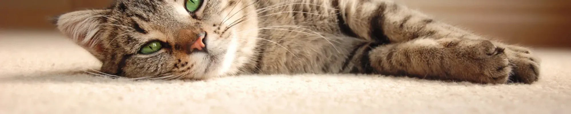 Carpet Flooring